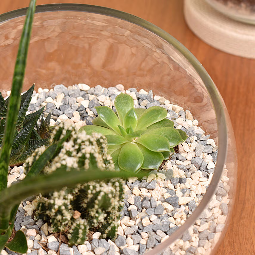 Set of 2 Terrarium