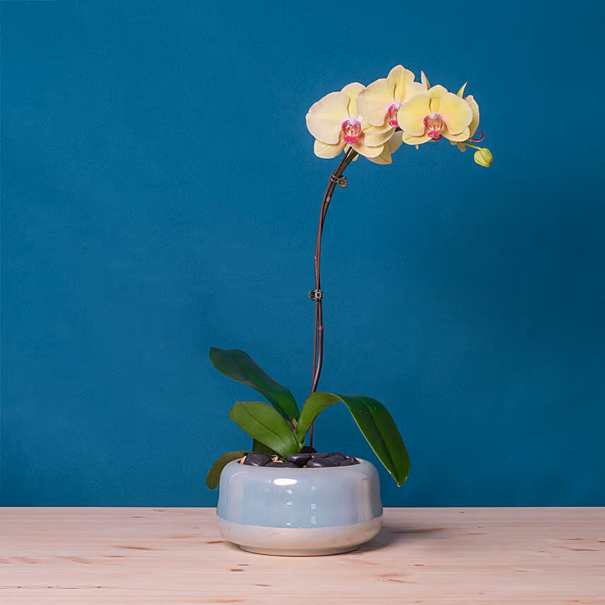 White Orchid Plant in Round Designer Vase