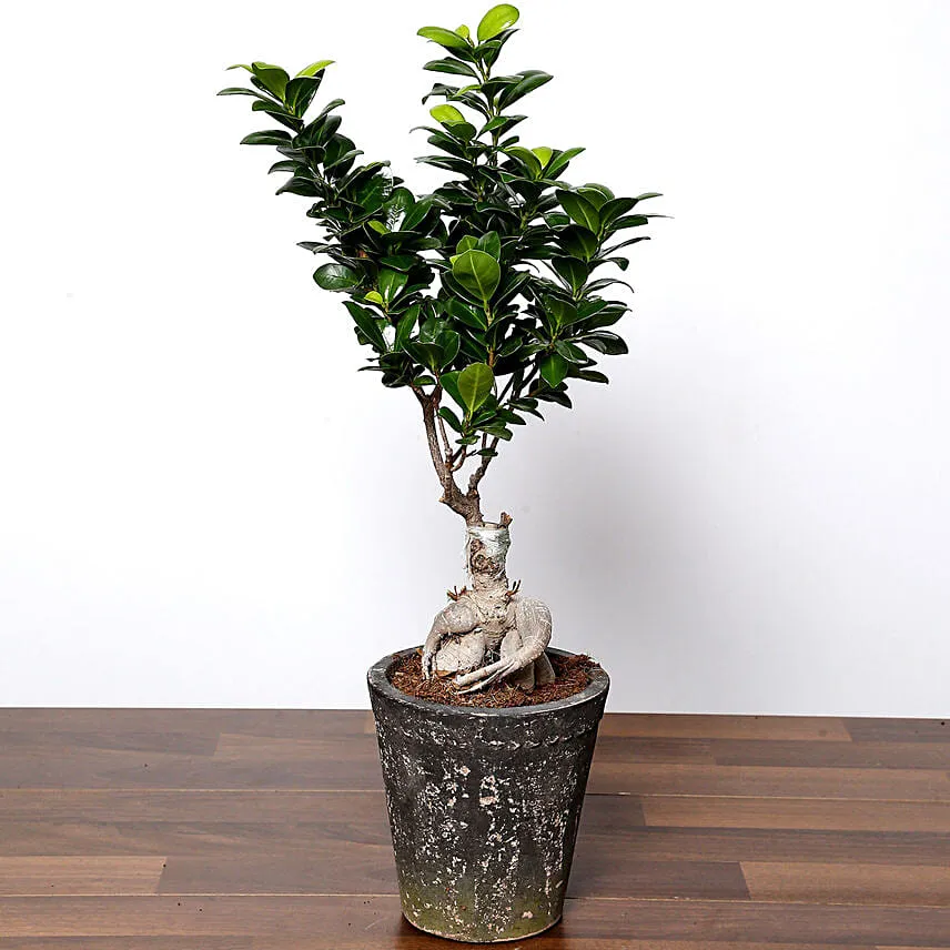 Ficus Bonsai Plant In Ceramic Pot with Cake