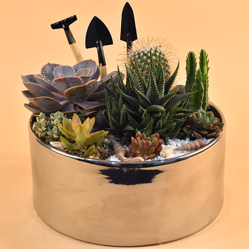 Mini Succulent Garden Container