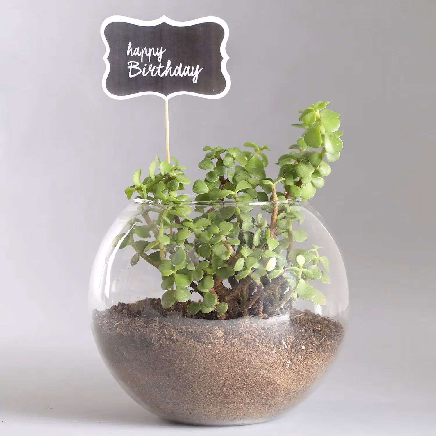 Birthday Jade Plant