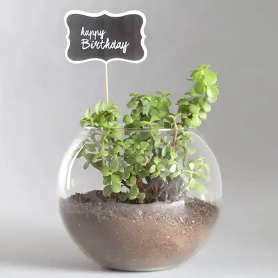 Birthday Jade Plant