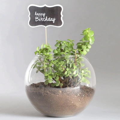Birthday Jade Plant