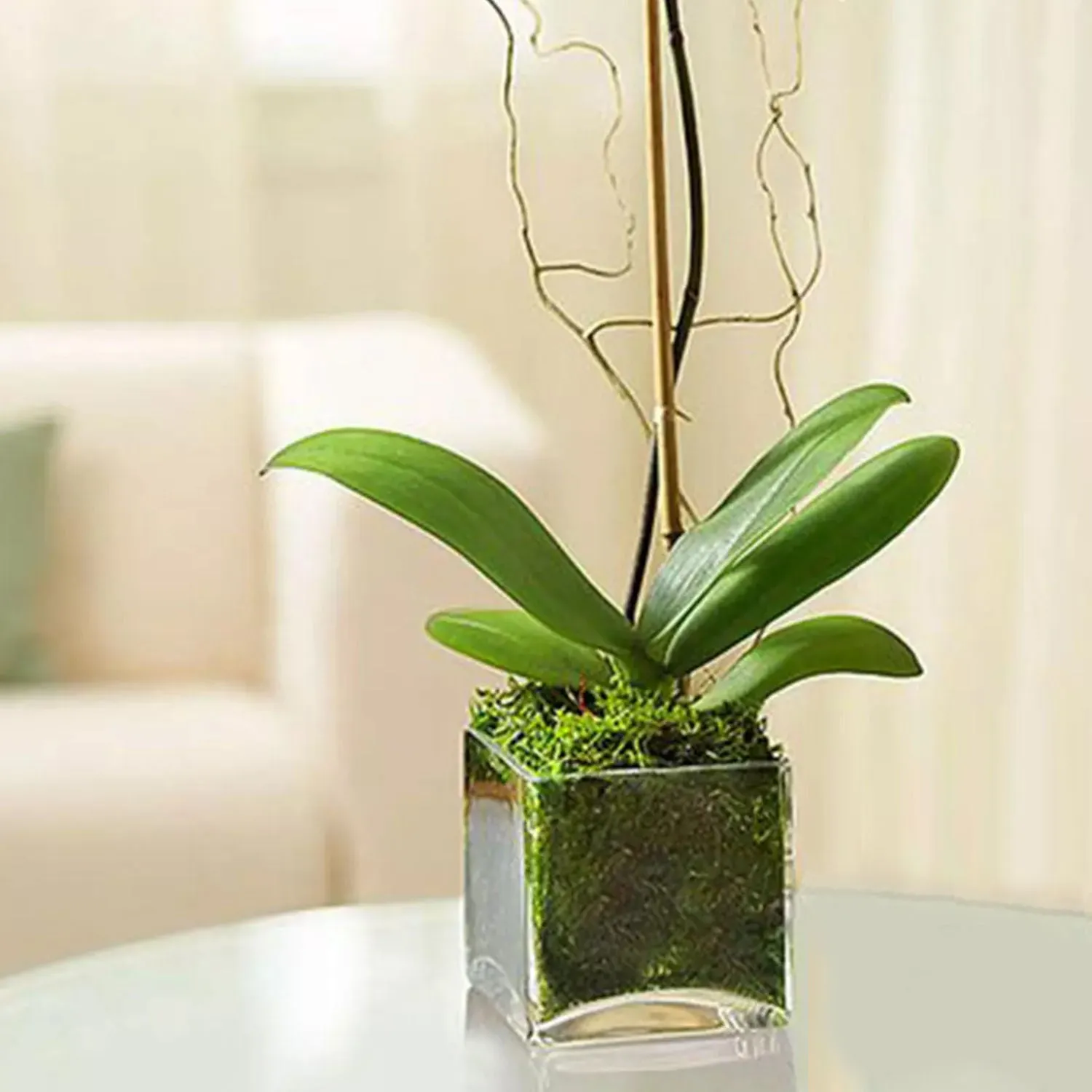 Elegant Purple Orchid in Square Glass Vase - Perfect for Home Décor