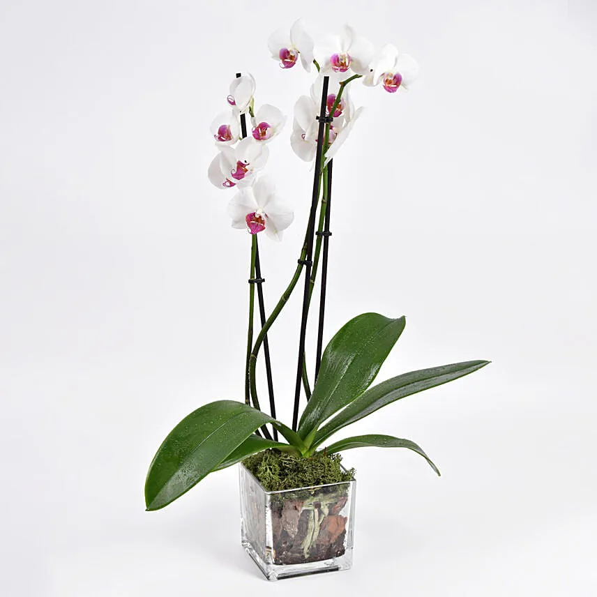 Pink Phalaenopsis Orchid Plant
