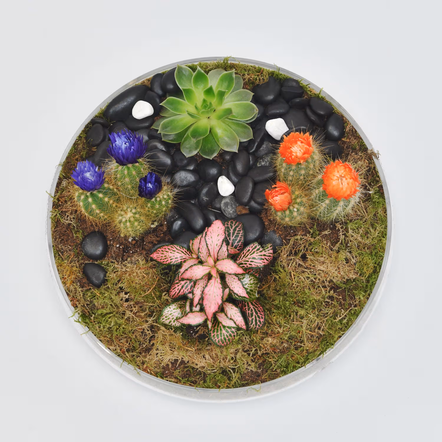 Elegant Ramadan Succulent and Cactus Gift Tray