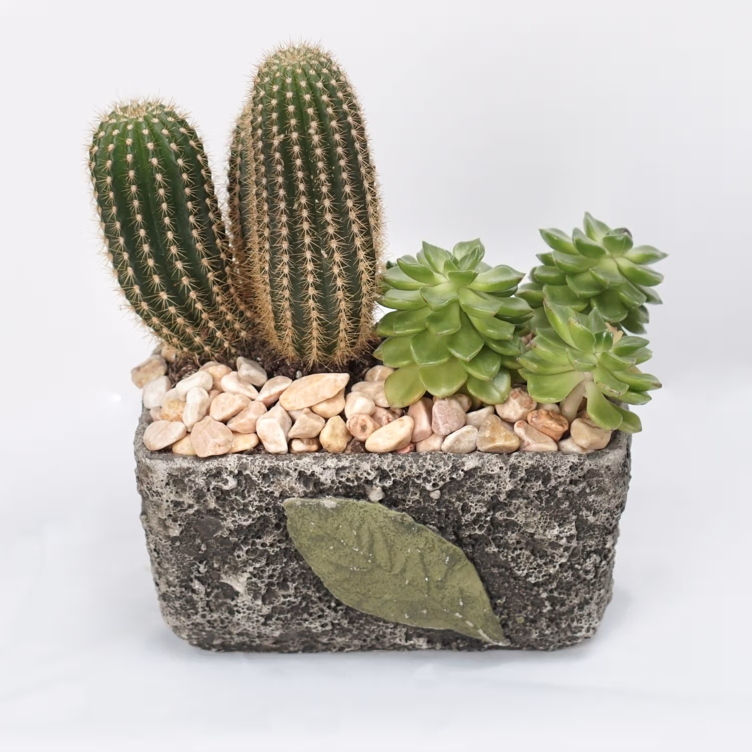 Cactus & Echevieria Plant Grey Pot