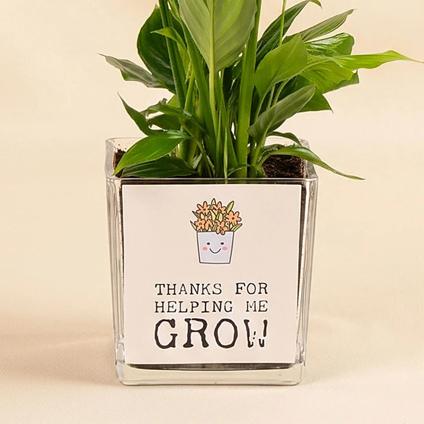 Potted Peace Lily Plant for Fathers Day