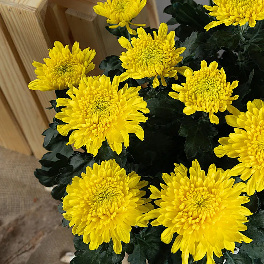 Yellow Chrysanthamum Plant