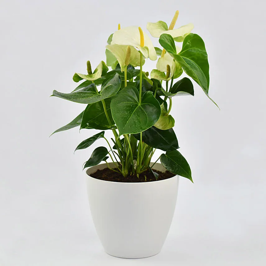 White Anthurium Plant In White Pot