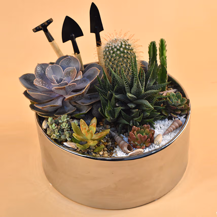 Mini Succulent Garden Container
