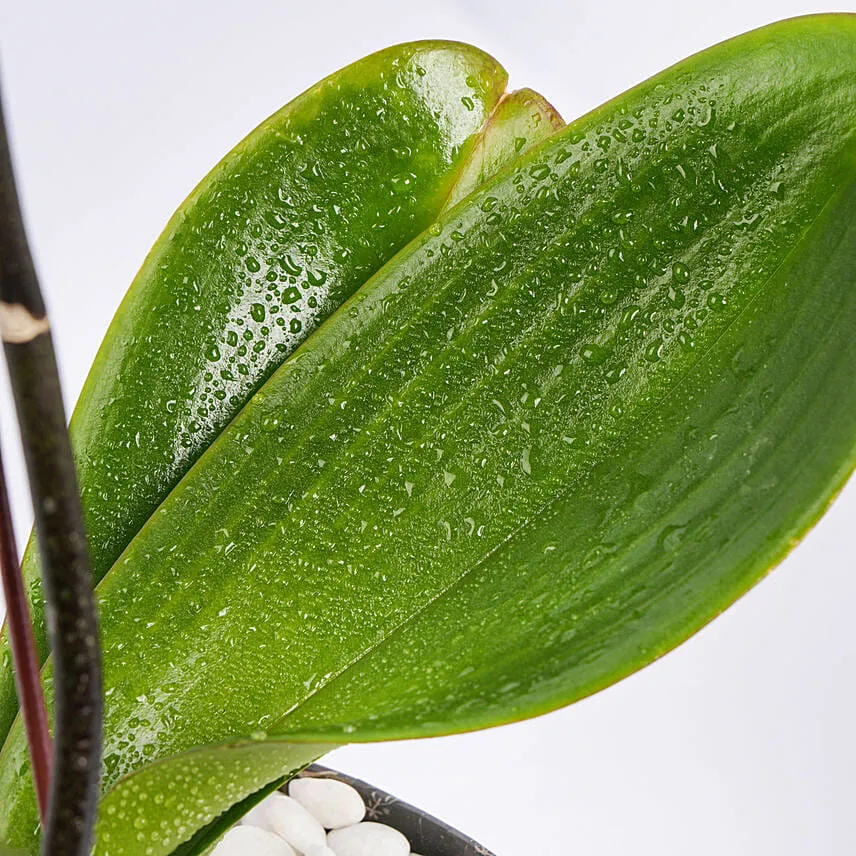 Orchid Plant In Floral Vase