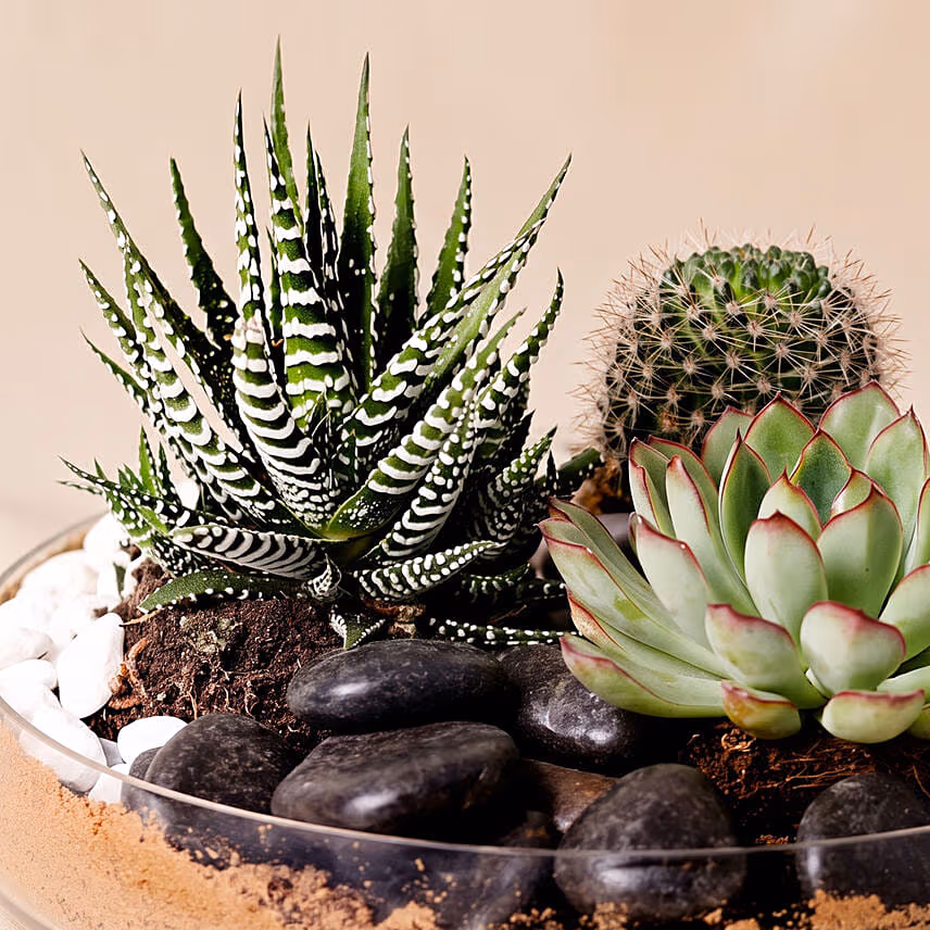 Combo of 3 Plants In Clear Glass Platter