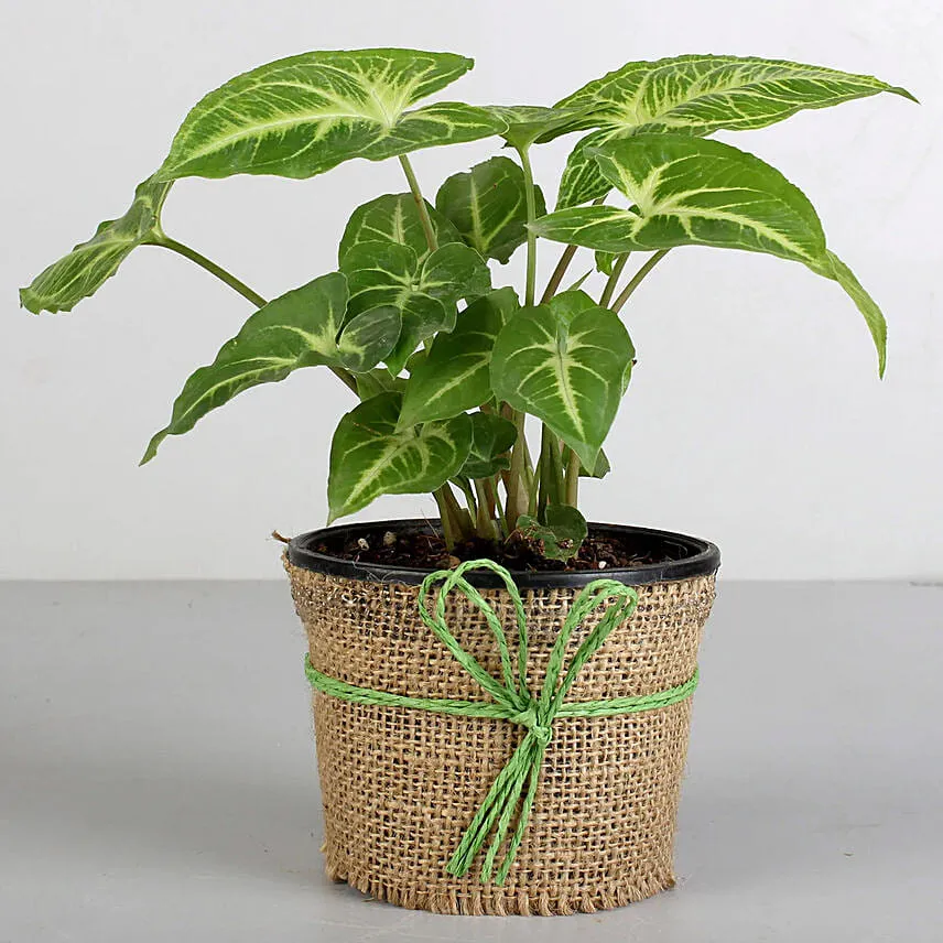 Syngonium Plant & Red White Teddy