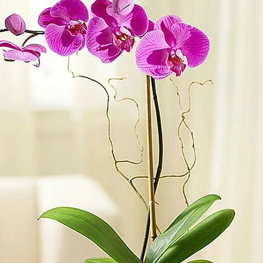 Purple Orchid with Ferrero Rocher
