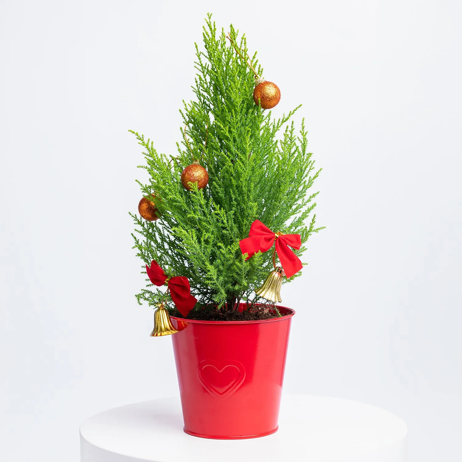 Festive Christmas Cupressus Goldcrest Wilma with Red Ikea Pot