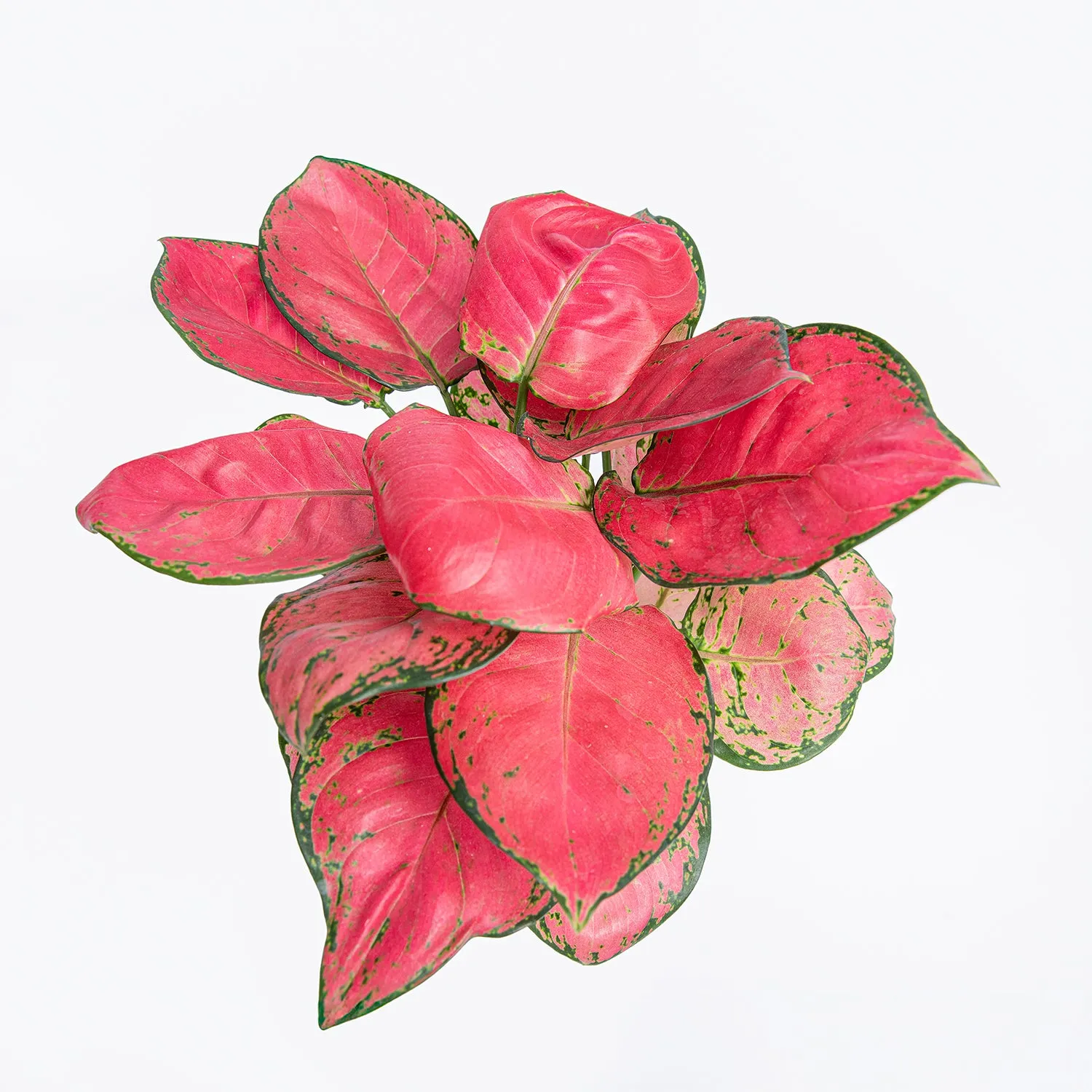 Red Aglaonema Plant