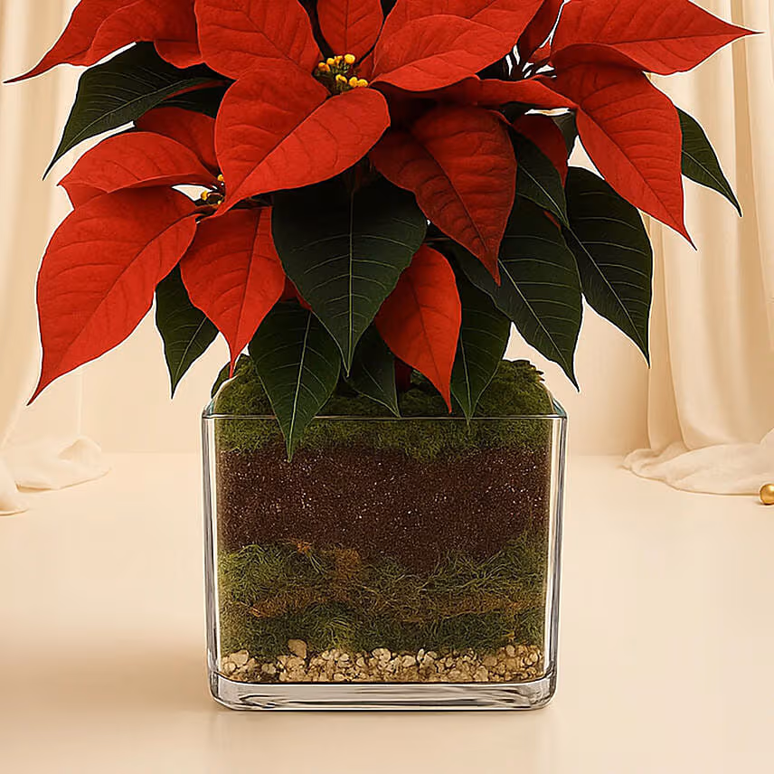 Poinsettia Plant