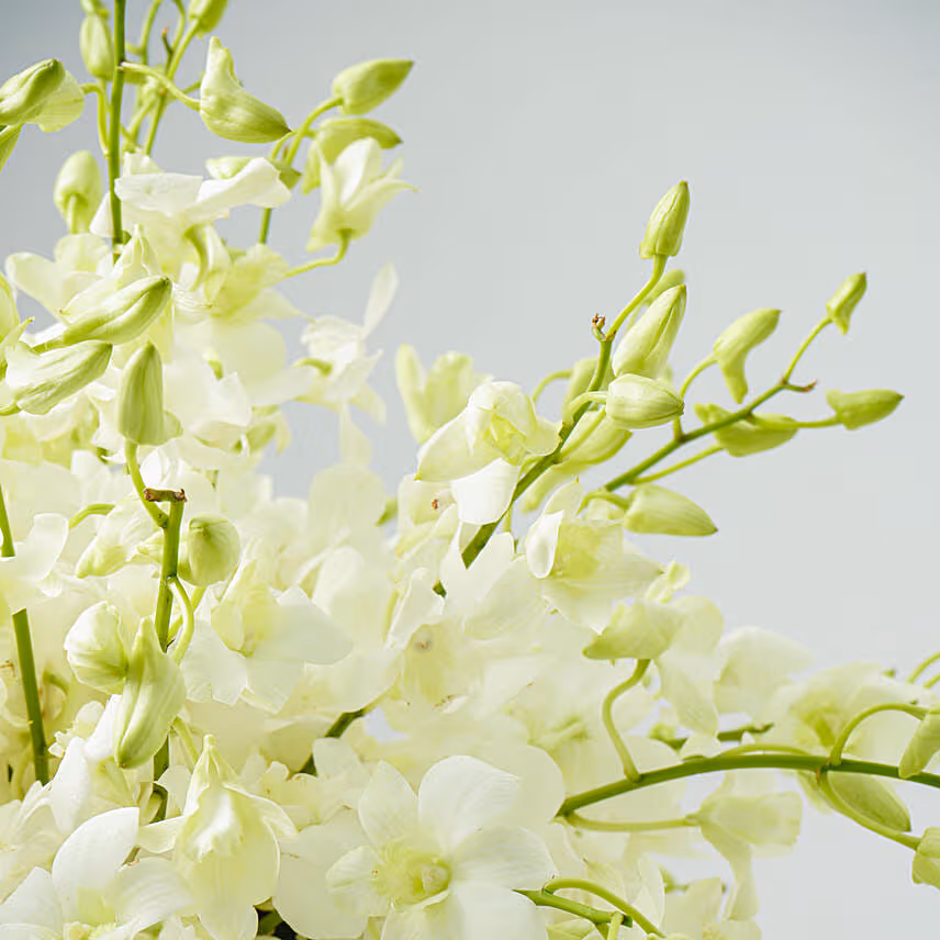 40 White Orchid Arrangement
