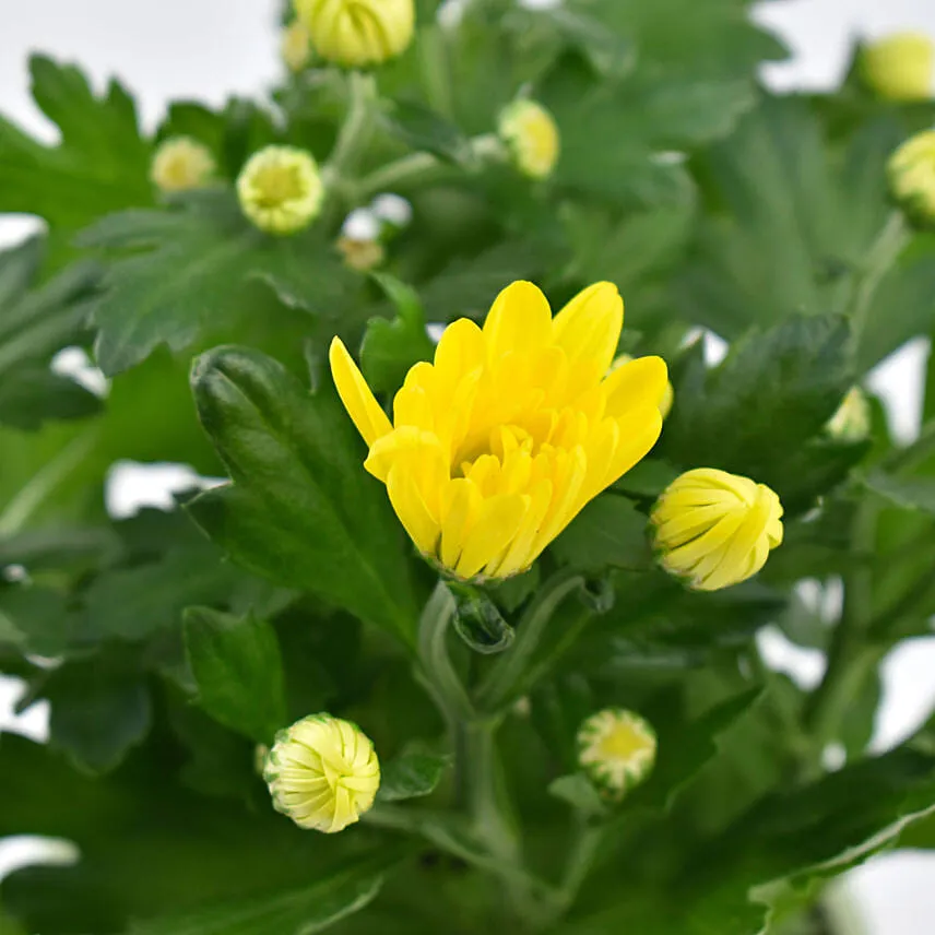 Yellow Chrysanthemum Plant In Planter