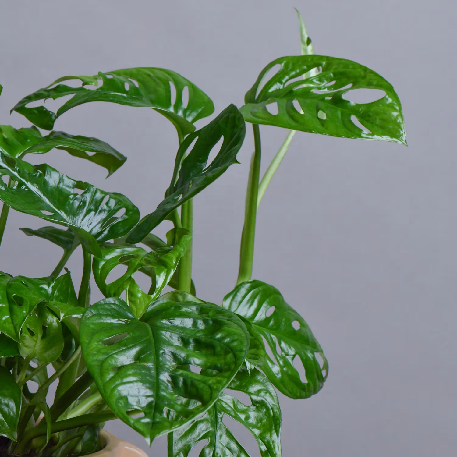 Monestra Oblique Moss Stick Plant in Elegant Ceramic Pot