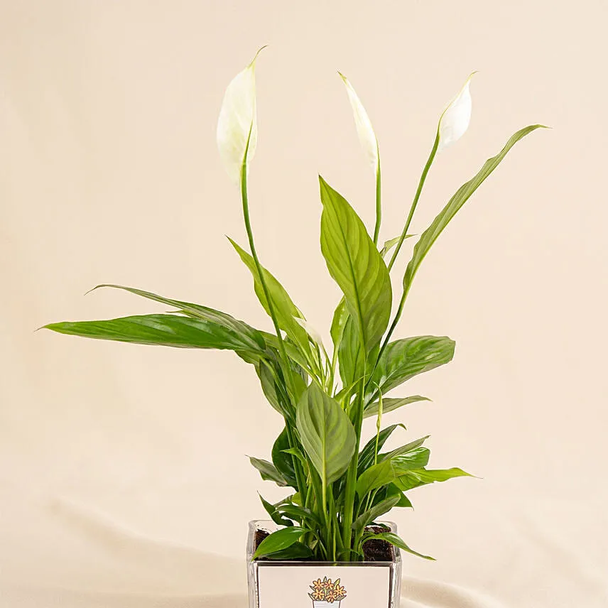 Potted Peace Lily Plant Gift for Fathers Day
