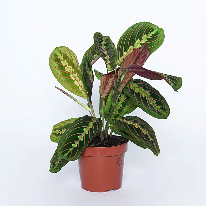 Airpurifying and Indoor Greens Combo