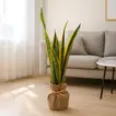Elegant Jute Wrapped Sansevieria Laurentii - Perfect Indoor Decor