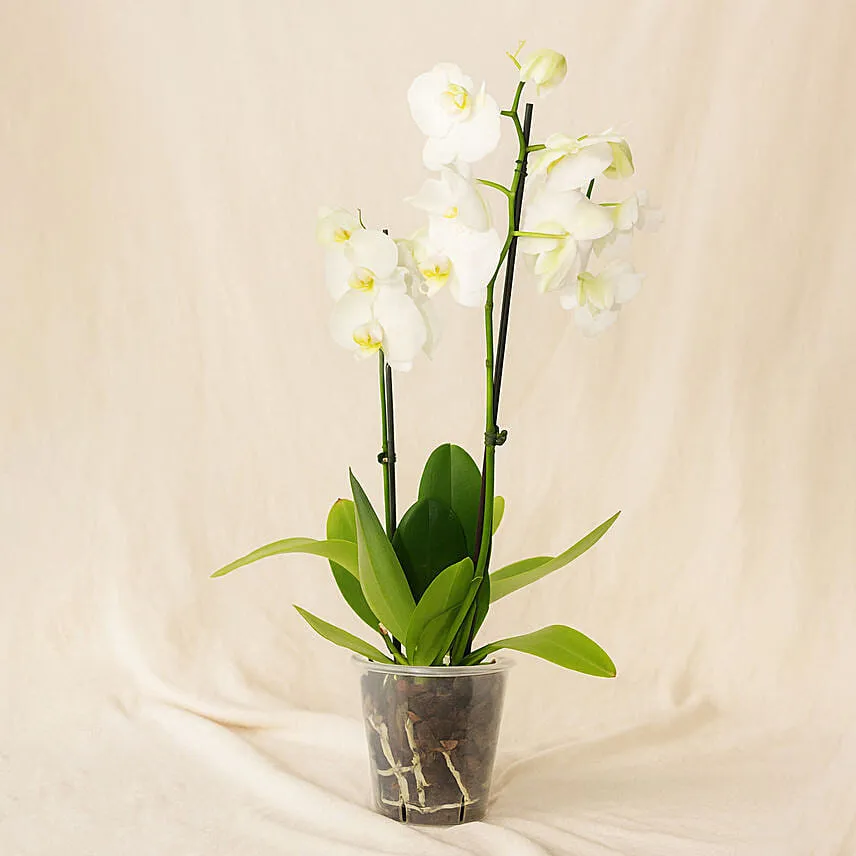 Double Stem White Orchid In Nursery Pot