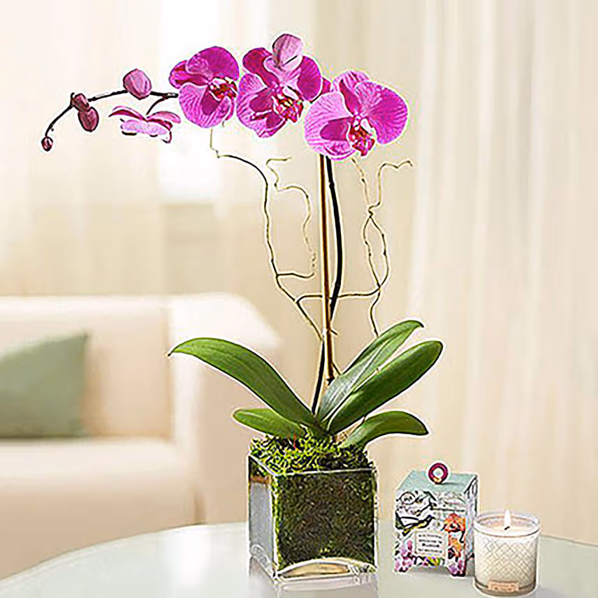 Pleasant Purple Orchid Plant