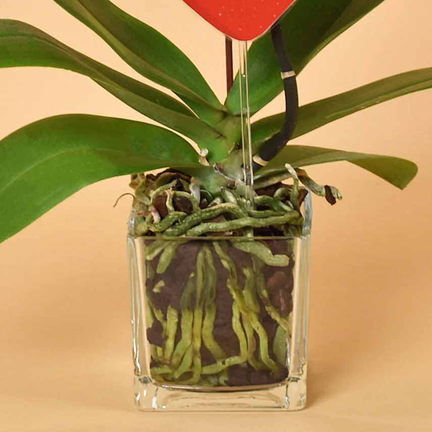 White Orchid Single Stem For Valentine