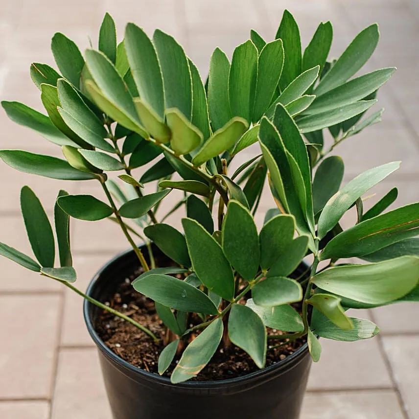 Cardboard Plant Pot