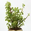 Elegant Jade Plant in Luxurious Gold Tone Metal Pot - Perfect for Home or Office Decor