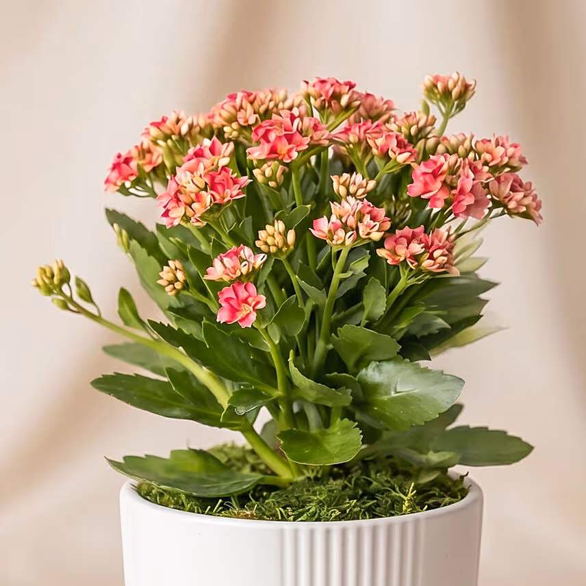 Pink Kalanchoe Plant in White Ceramic Vase