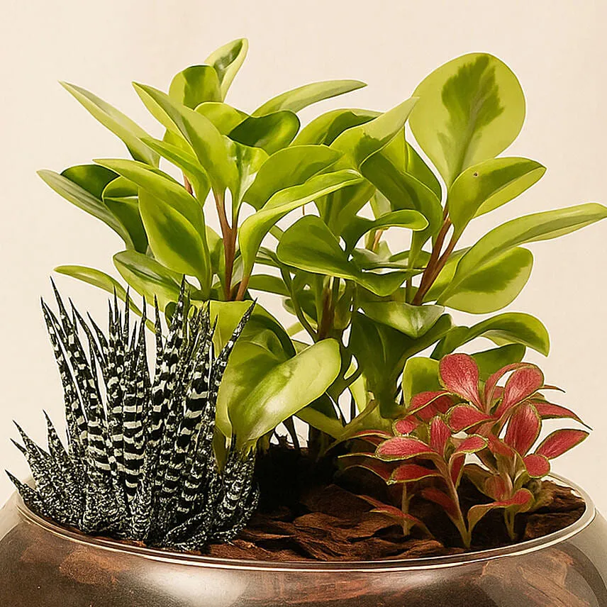 Fittonia With Peperomia Haworthia In Platter Planter