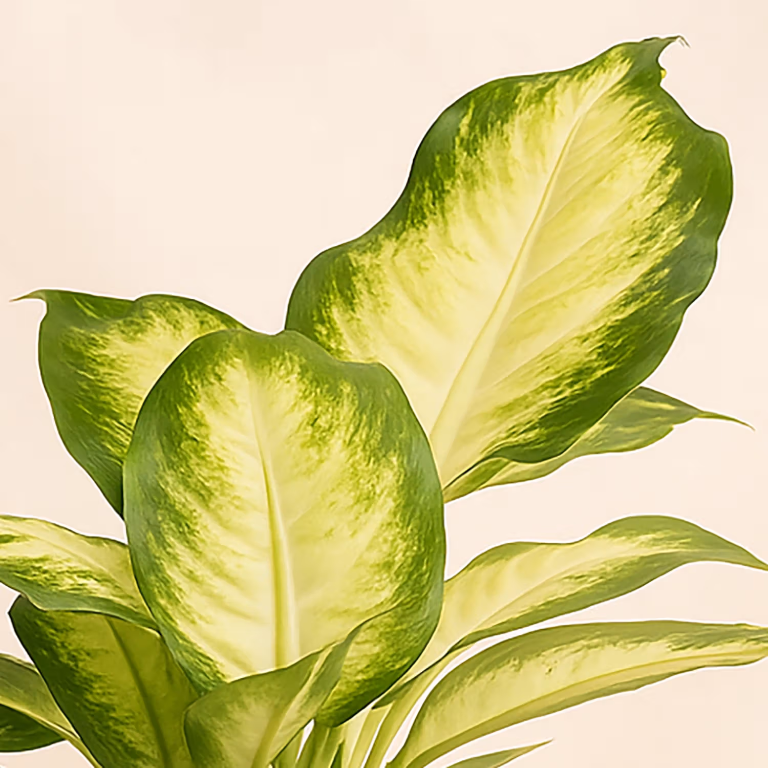 Dieffenbachia Camillia Plant in Stylish Grey Ceramic Pot
