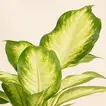 Dieffenbachia Camillia Plant in Stylish Grey Ceramic Pot
