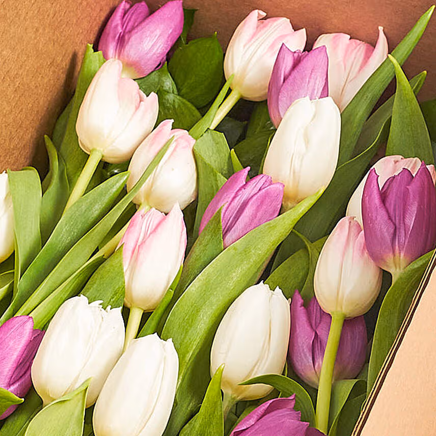 Lovely Mixed Tulips Box