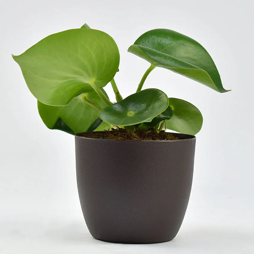 Peperomia Plant In Planter
