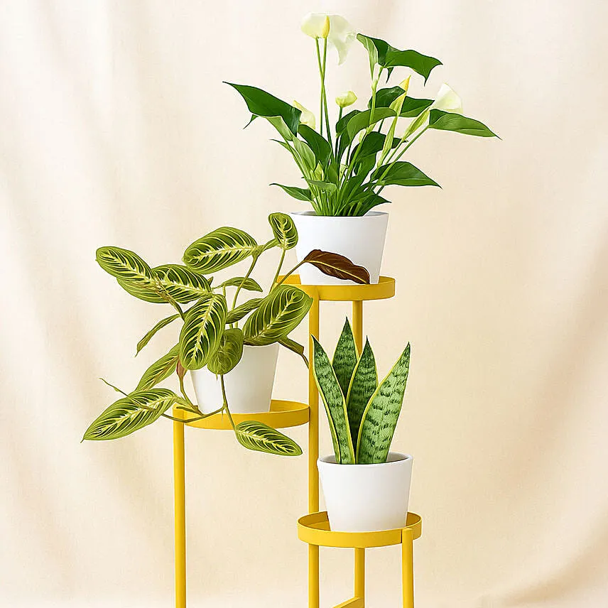 Luck and Peace Plant Stand