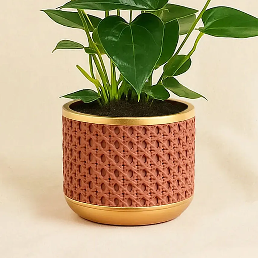 Red Anthurium In Ceramic Pot