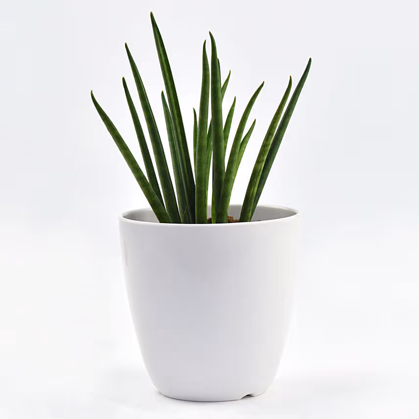 Small Sanseveria In Tea Pot Jar
