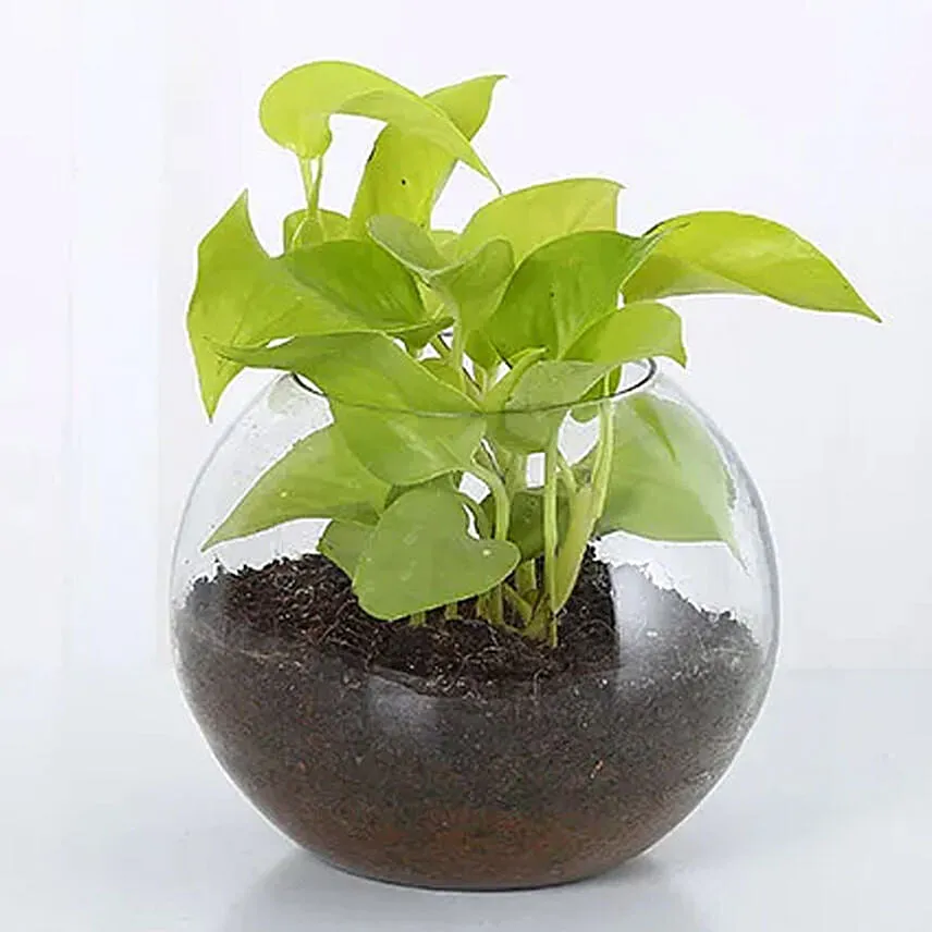 Money Plant Round Vase & Ferrero Rocher