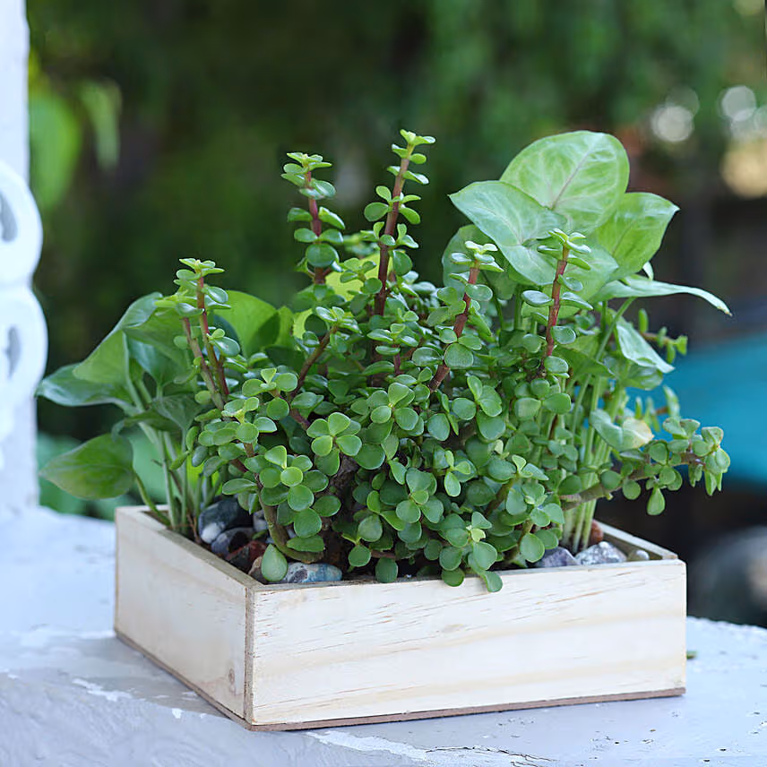 Jade N Money Plant Wooden Base Terrarium