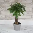 Money Tree Gift Pot