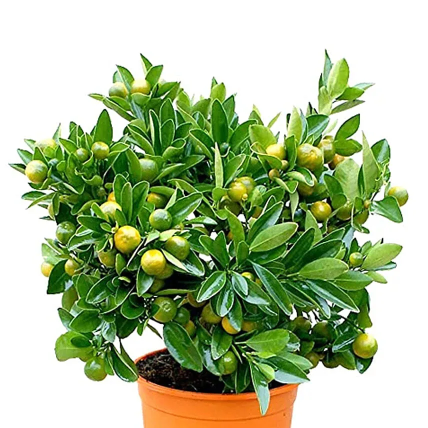 Calamansi Plant Pot