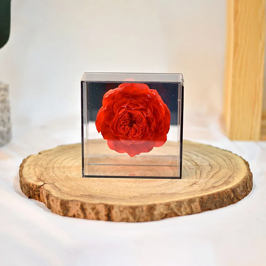 Red Soap Peony with Black Transparent Box