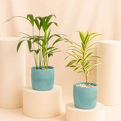 Set of Two Air Purifying Plants