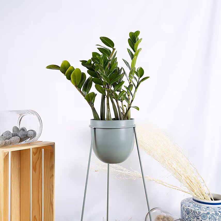 ZZ Plant Stand