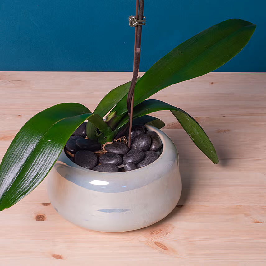 White Orchid Plant in Round Designer Vase
